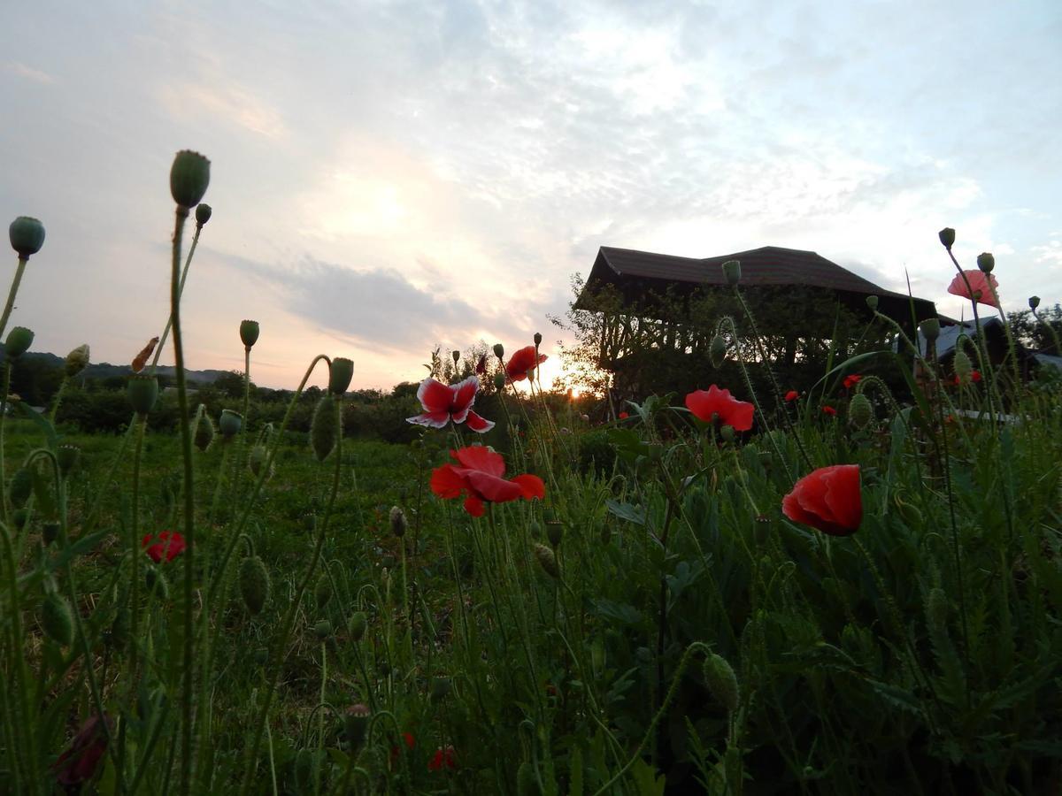 Pensiunea Paradis Borobanesti Екстер'єр фото